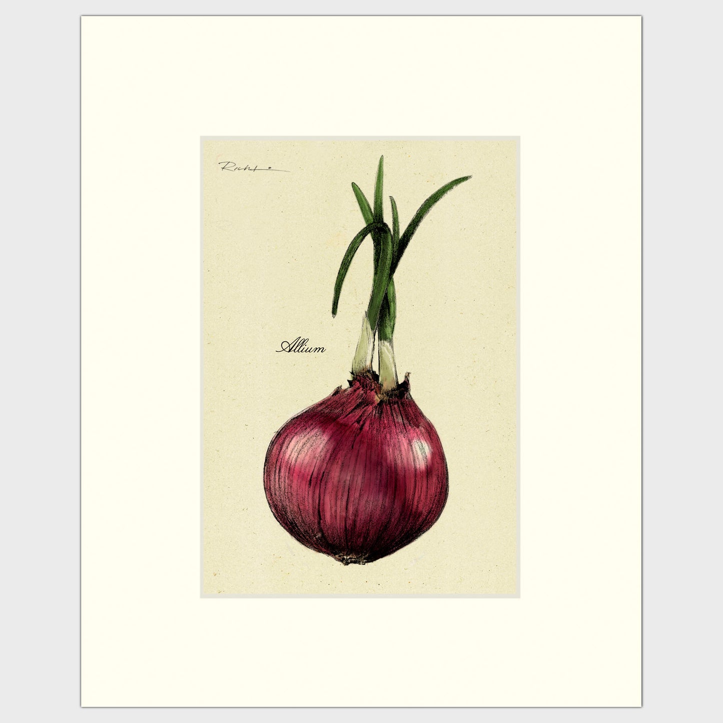 Red Onion