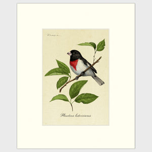 Open image in slideshow, Art prints for sale-Traditional rendering of a rose-breasted grosbeak sitting on a branch
