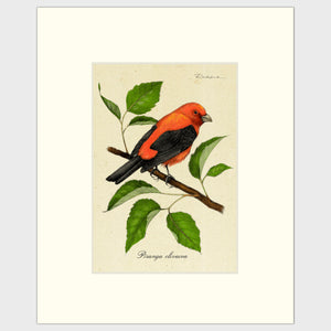 Open image in slideshow, Art prints for sale-Traditional rendering of a scarlet tanager resting on a branch of a mulberry bush
