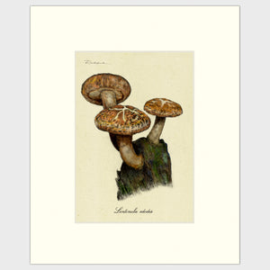 Open image in slideshow, Shiitake Mushrooms
