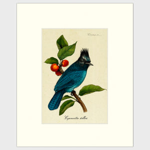 Open image in slideshow, Art prints for sale-Traditional rendering of Steller&#39;s Jay sitting on a branch of a berry tree
