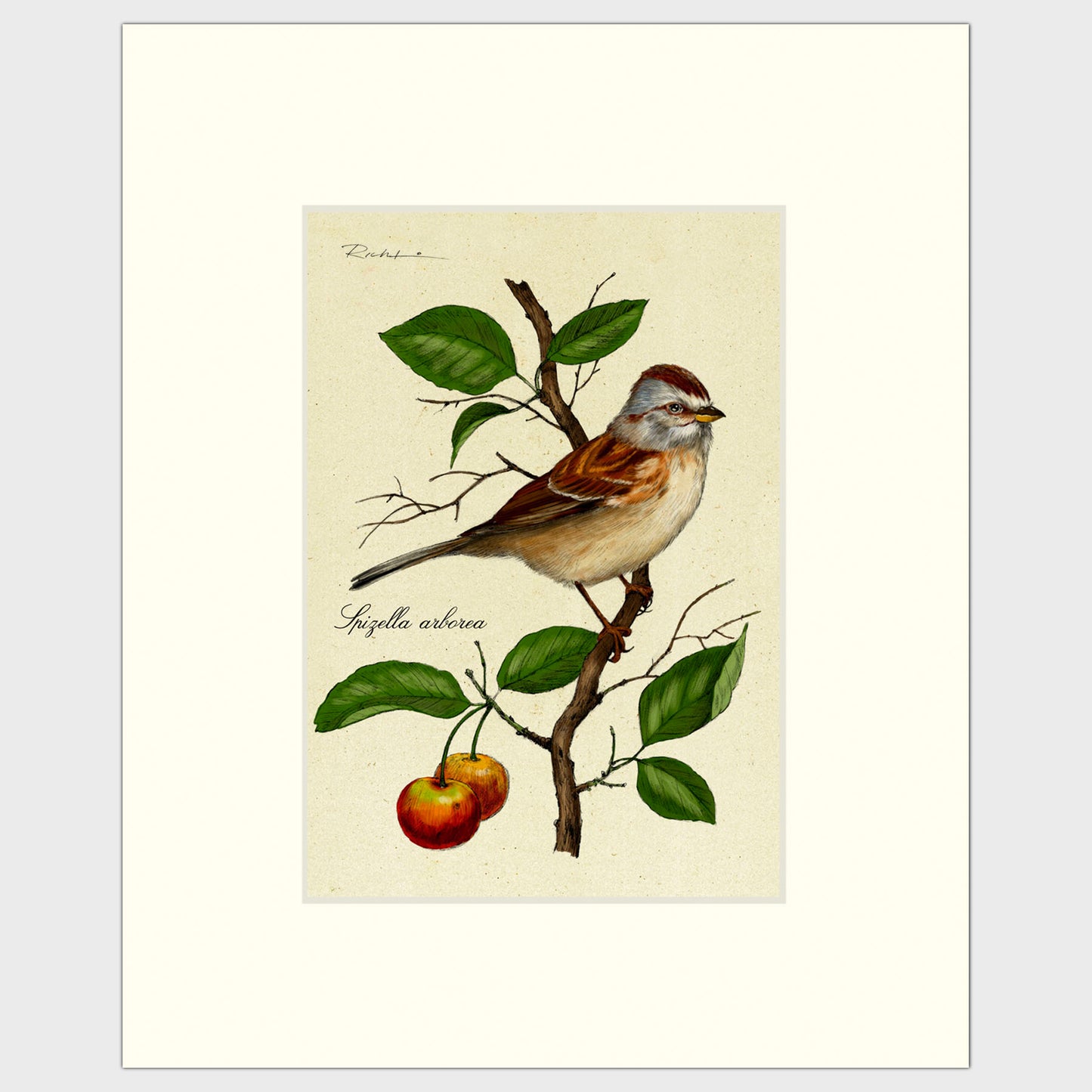Art prints for sale-Traditional rendering of a tree sparrow resting on a branch of a crabapple tree
