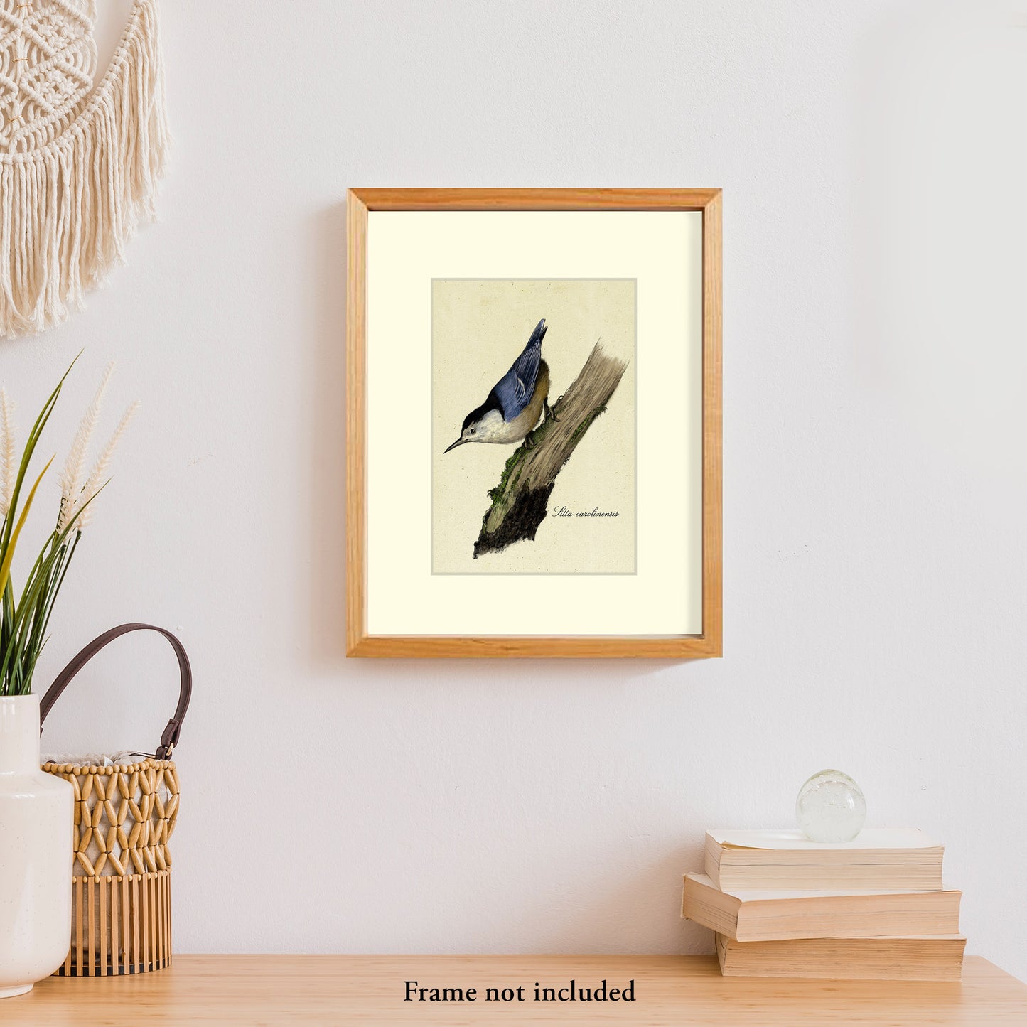 White-Breasted Nuthatch