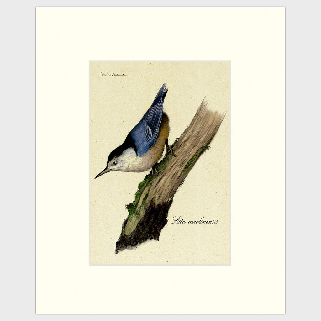 Art prints for sale-Traditional rendering of a white-breasted nuthatch looking for food