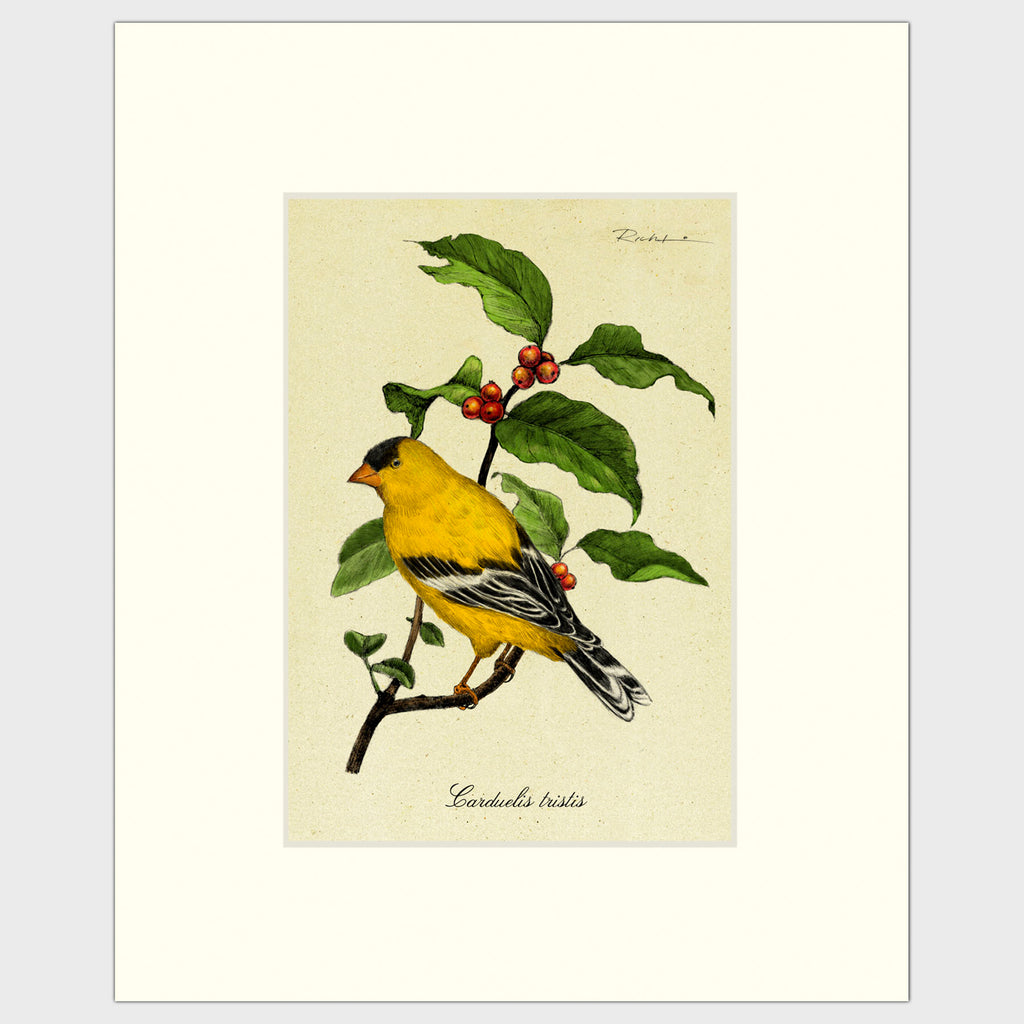 Art prints for sale-Traditional rendering of a yellow finch sitting on a branch of a berry bush