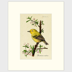 Open image in slideshow, Art prints for sale-Traditional rendering of a yellow warbler perched on a branch with spring blossoms
