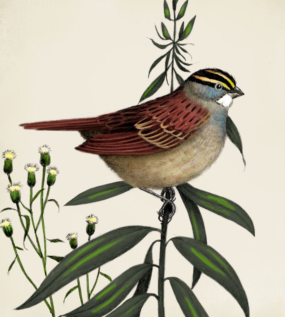 Songbird Canvas Prints