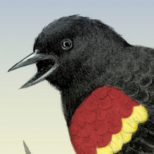 Red-winged Blackbird
