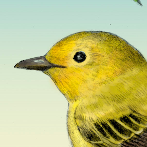 Yellow Warbler