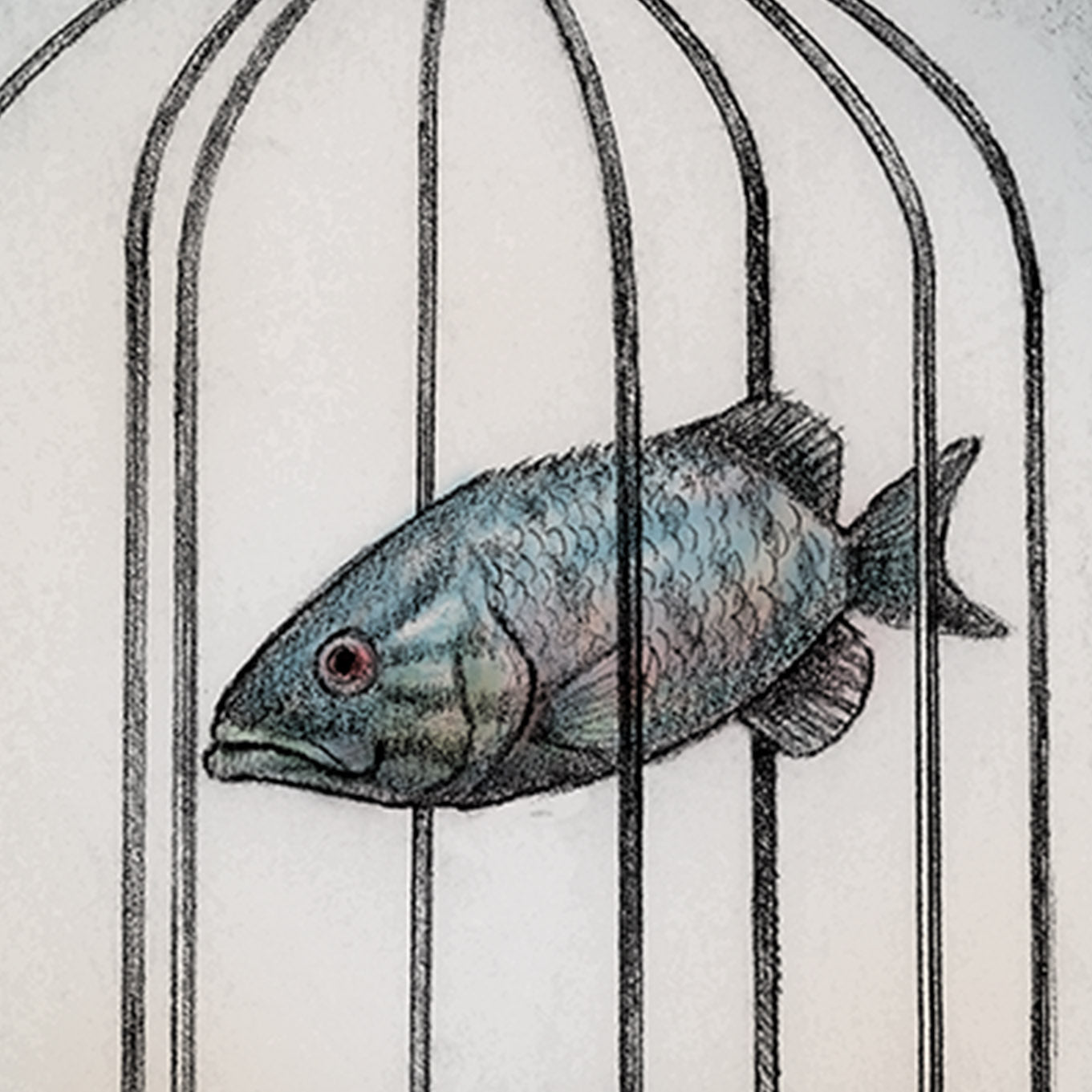 Fish Cage
