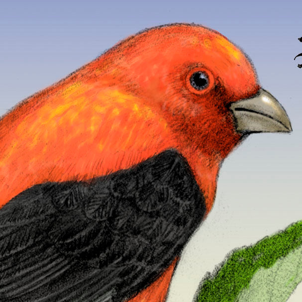 Scarlet Tanager