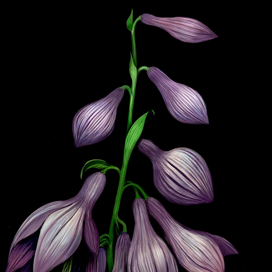 Purple Bells