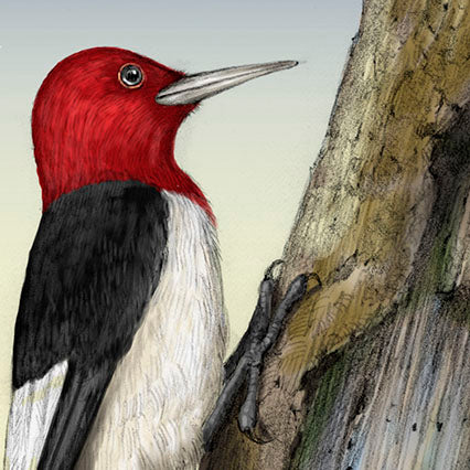 Red-headed Woodpecker