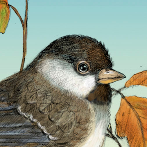 Black-capped Chickadee