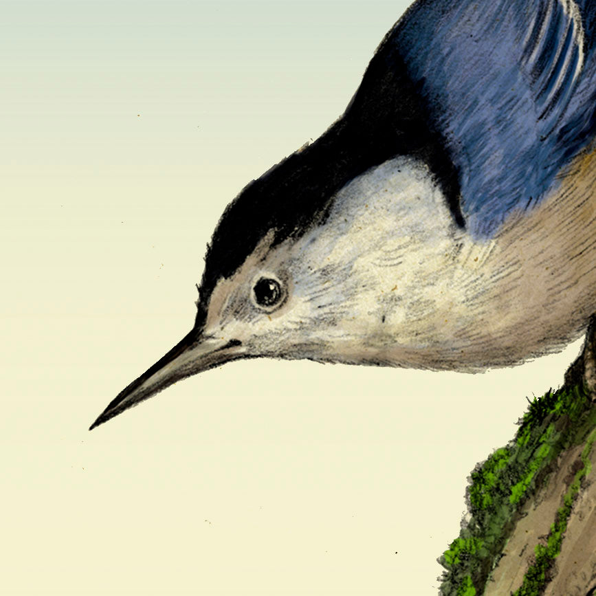 White-breasted Nuthatch