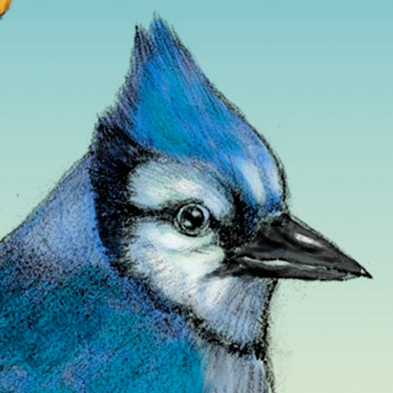 Bluejay