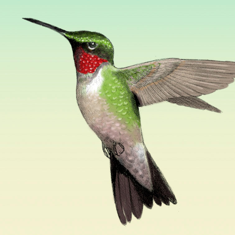 Ruby-throated Hummingbird