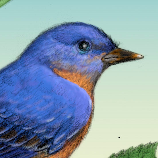 Eastern Bluebird