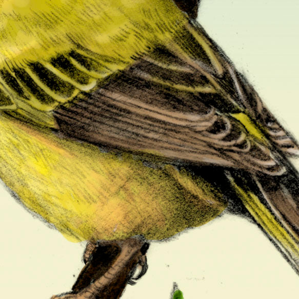 Yellow Warbler