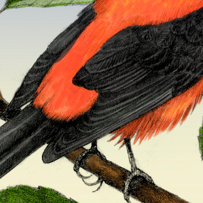 Scarlet Tanager