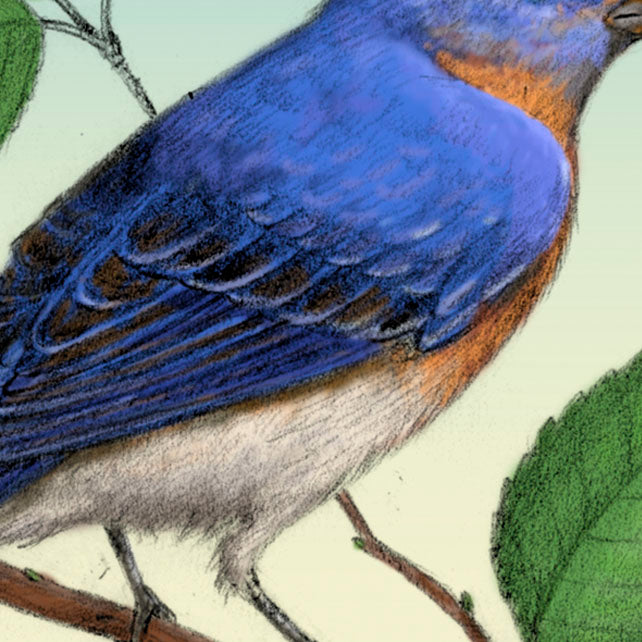Eastern Bluebird
