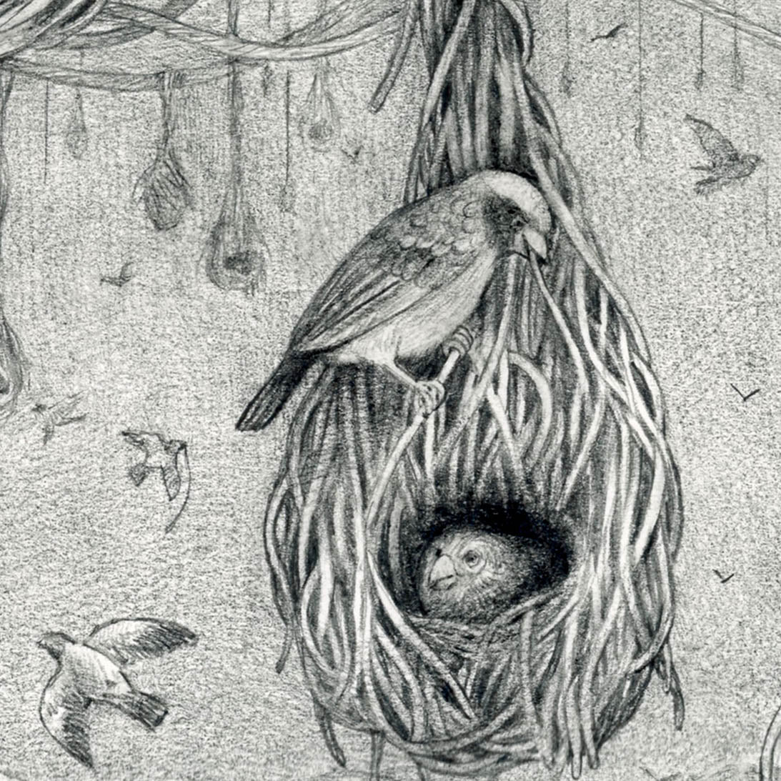 Bird Nests