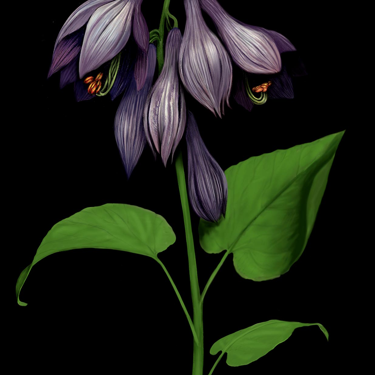 Purple Bells