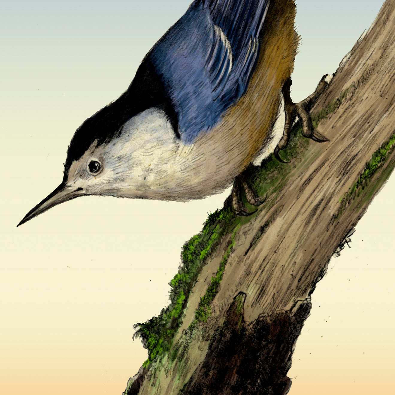 White-breasted Nuthatch