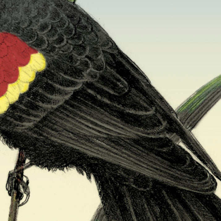 Red-winged Blackbird