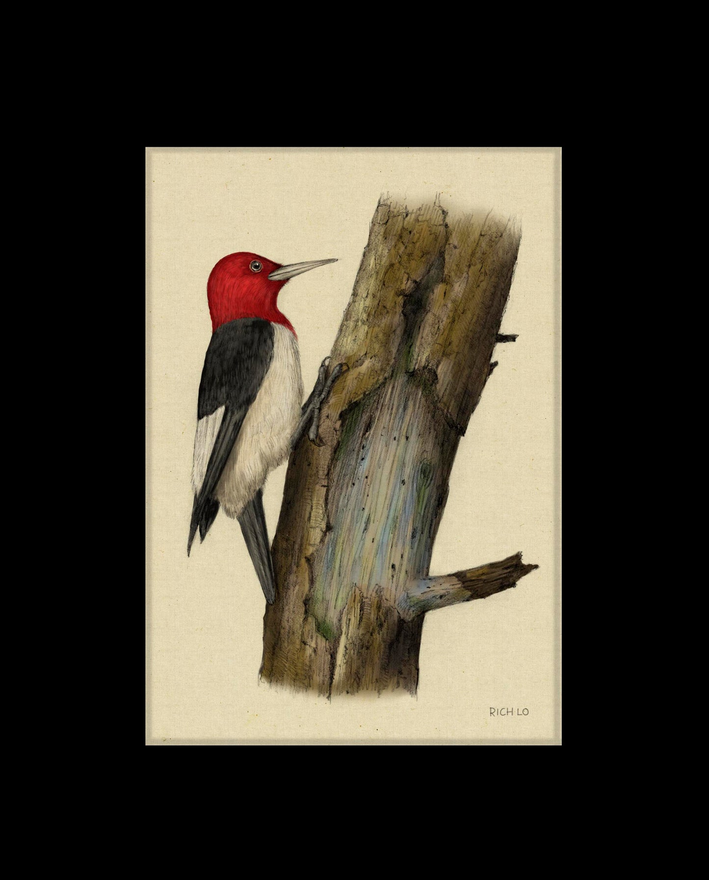 Red-headed Woodpecker