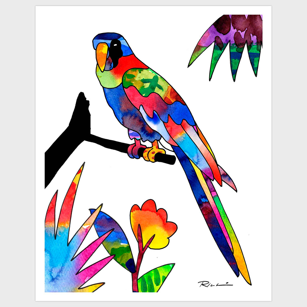 Fine art print. Black Faced Parrot