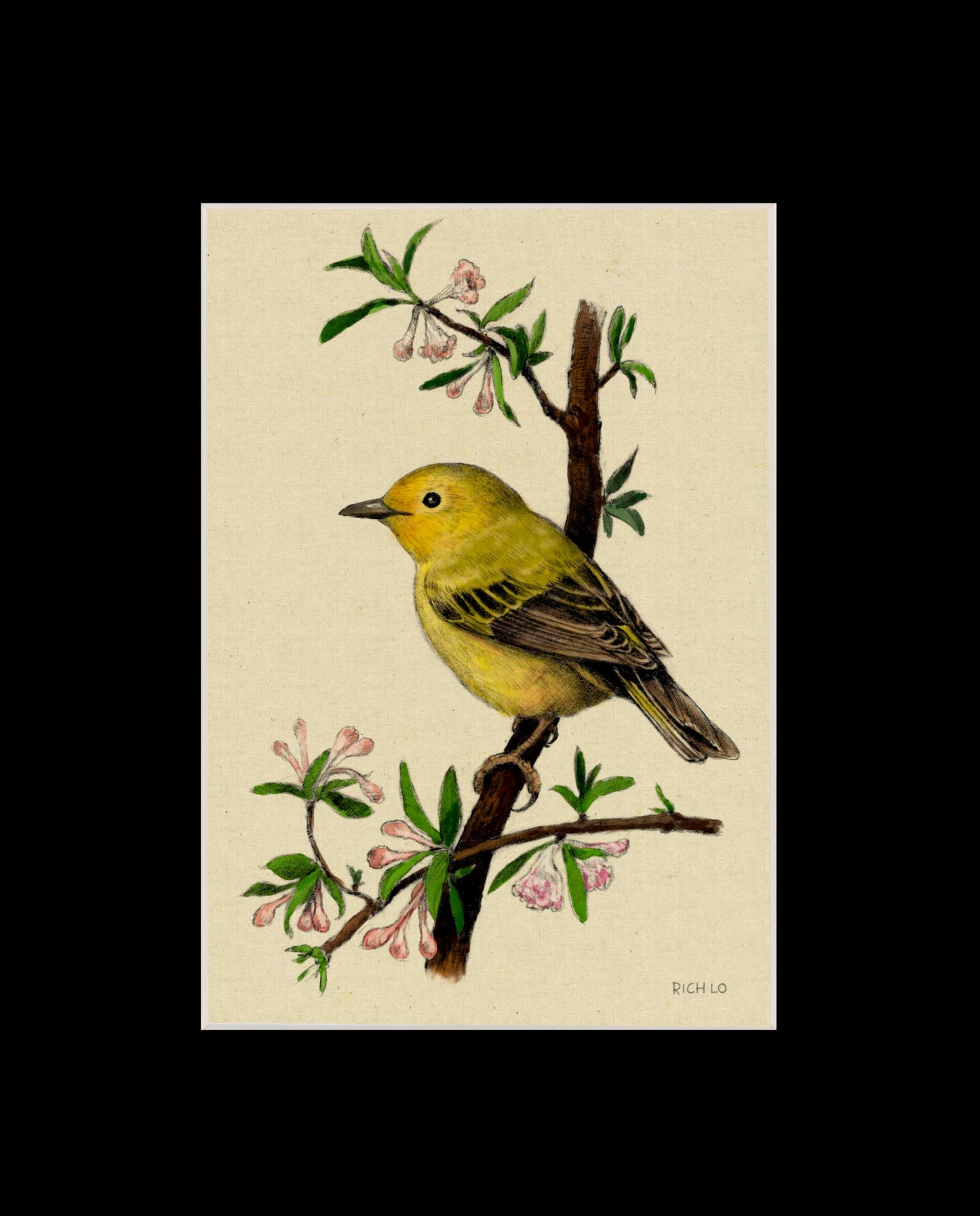 Yellow Warbler