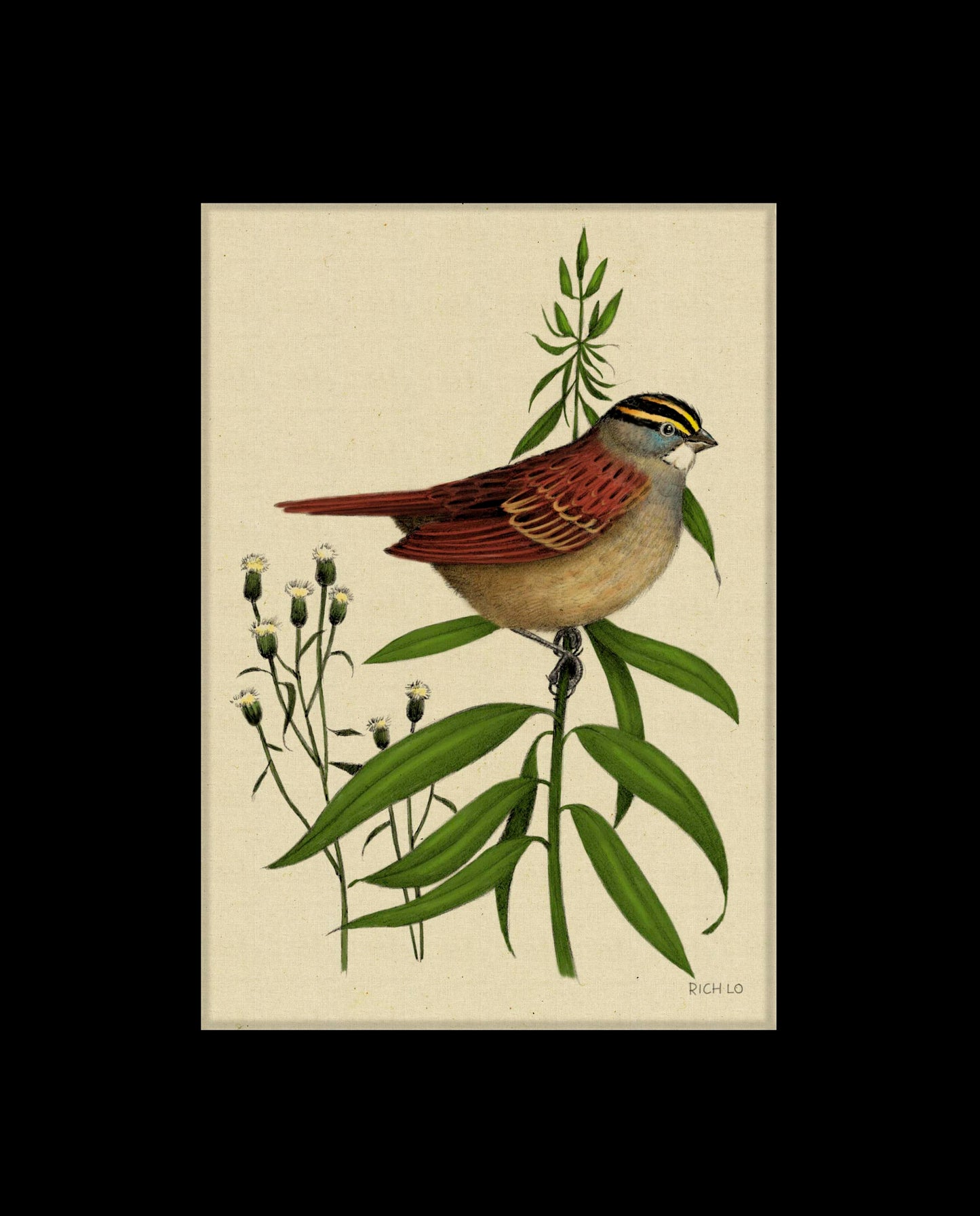 White-throated Sparrow