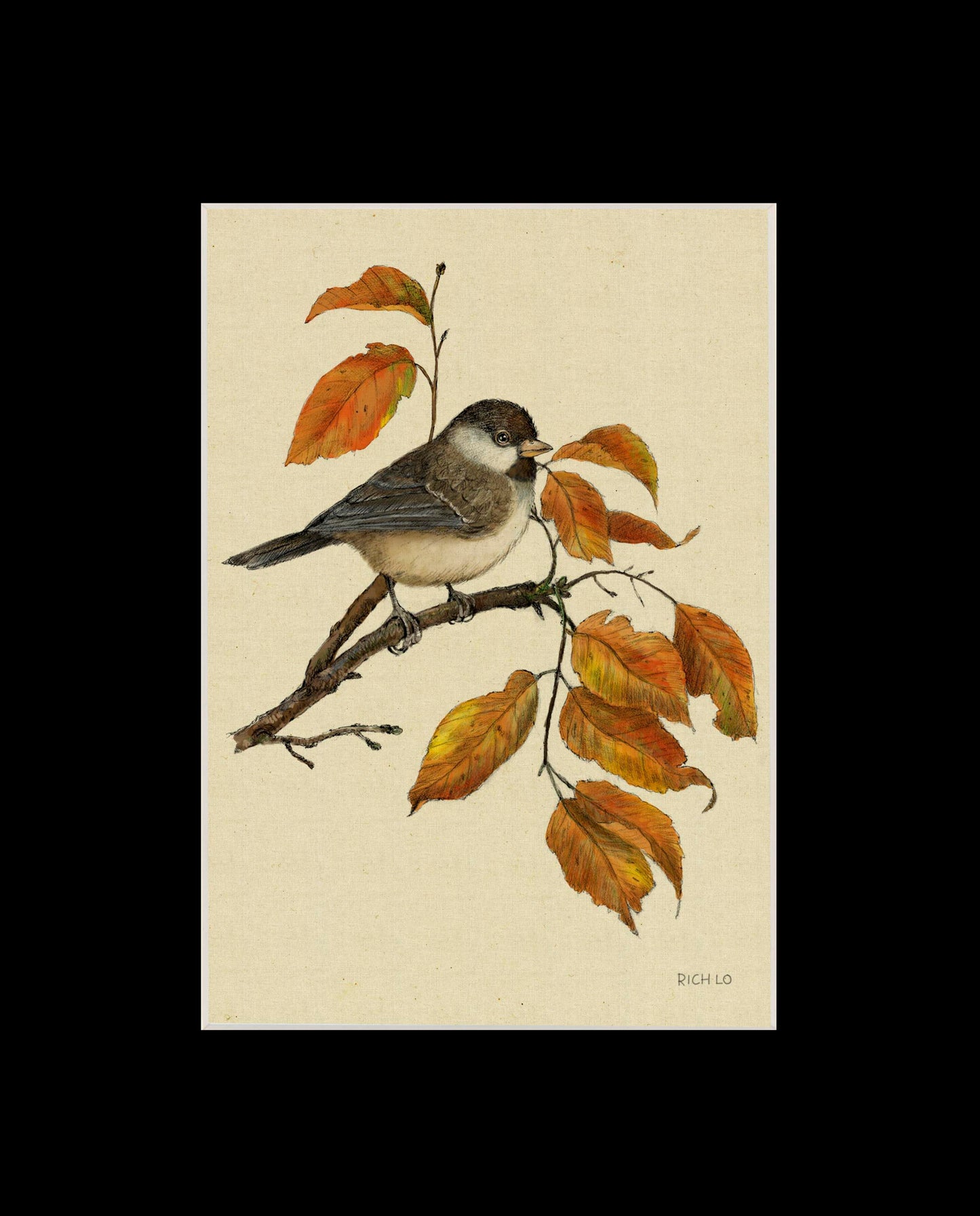 Black-capped Chickadee
