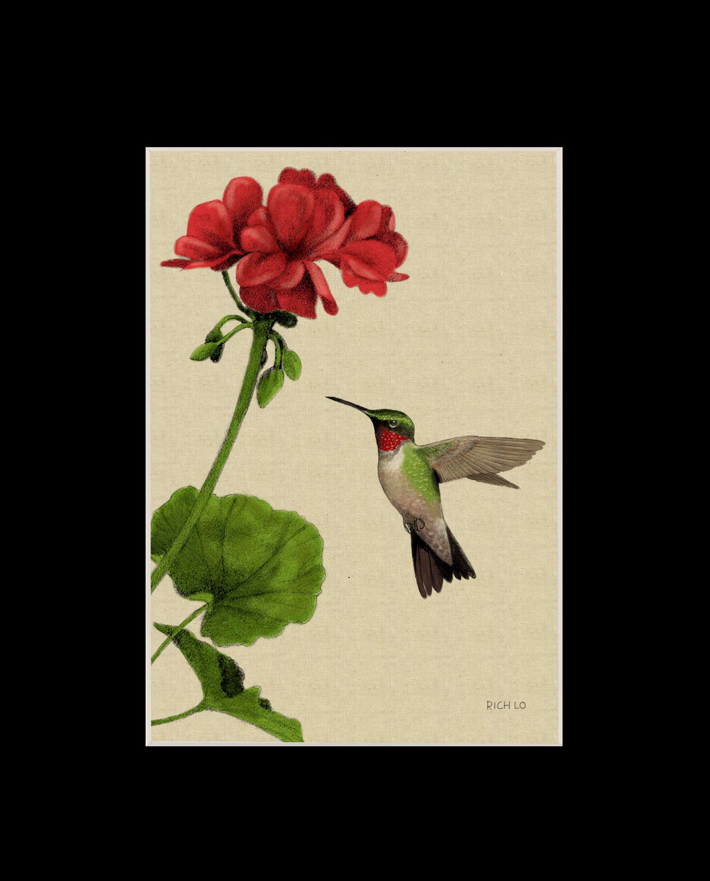 Ruby-throated Hummingbird