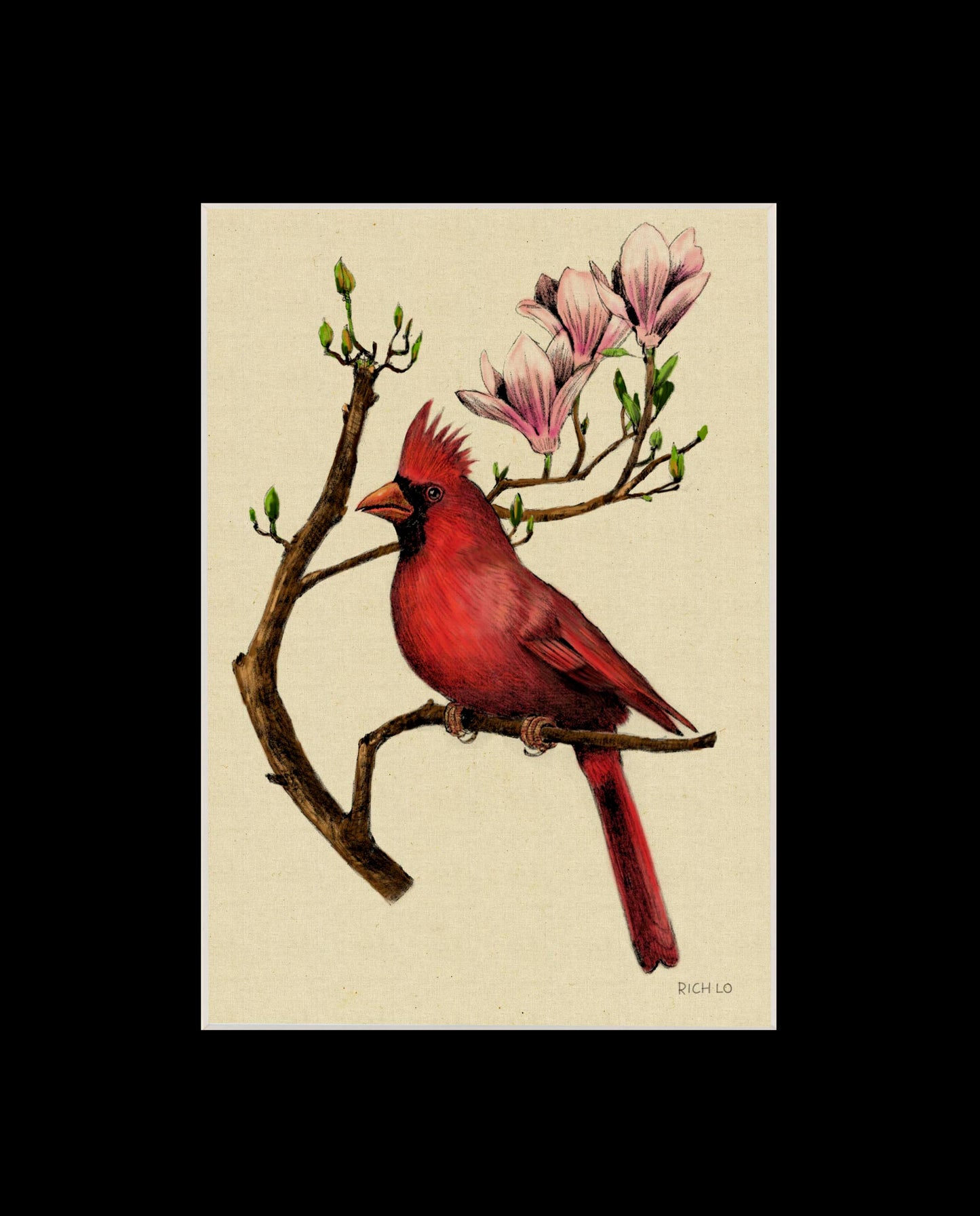 Male Cardinal