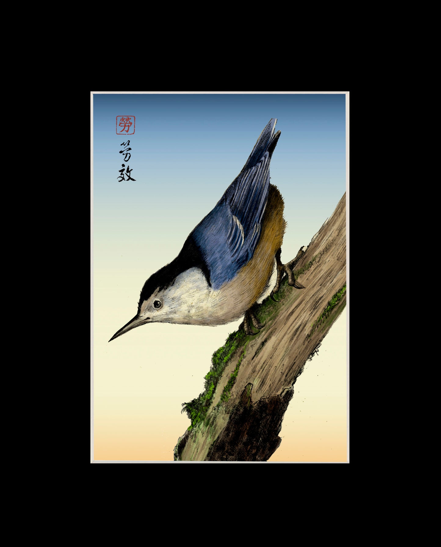 White-breasted Nuthatch