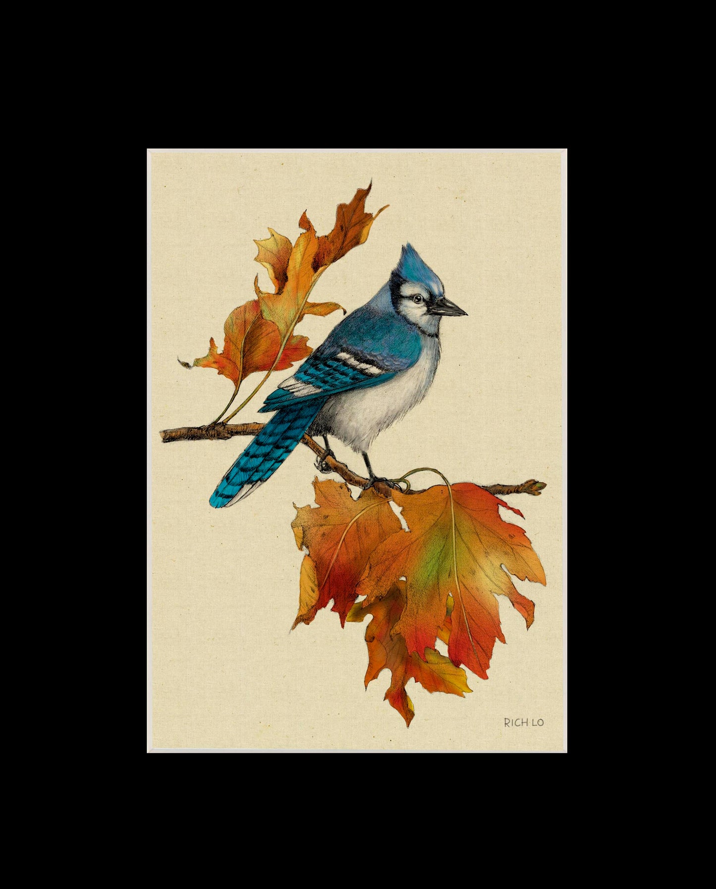 Bluejay