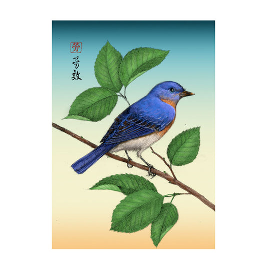Eastern Bluebird