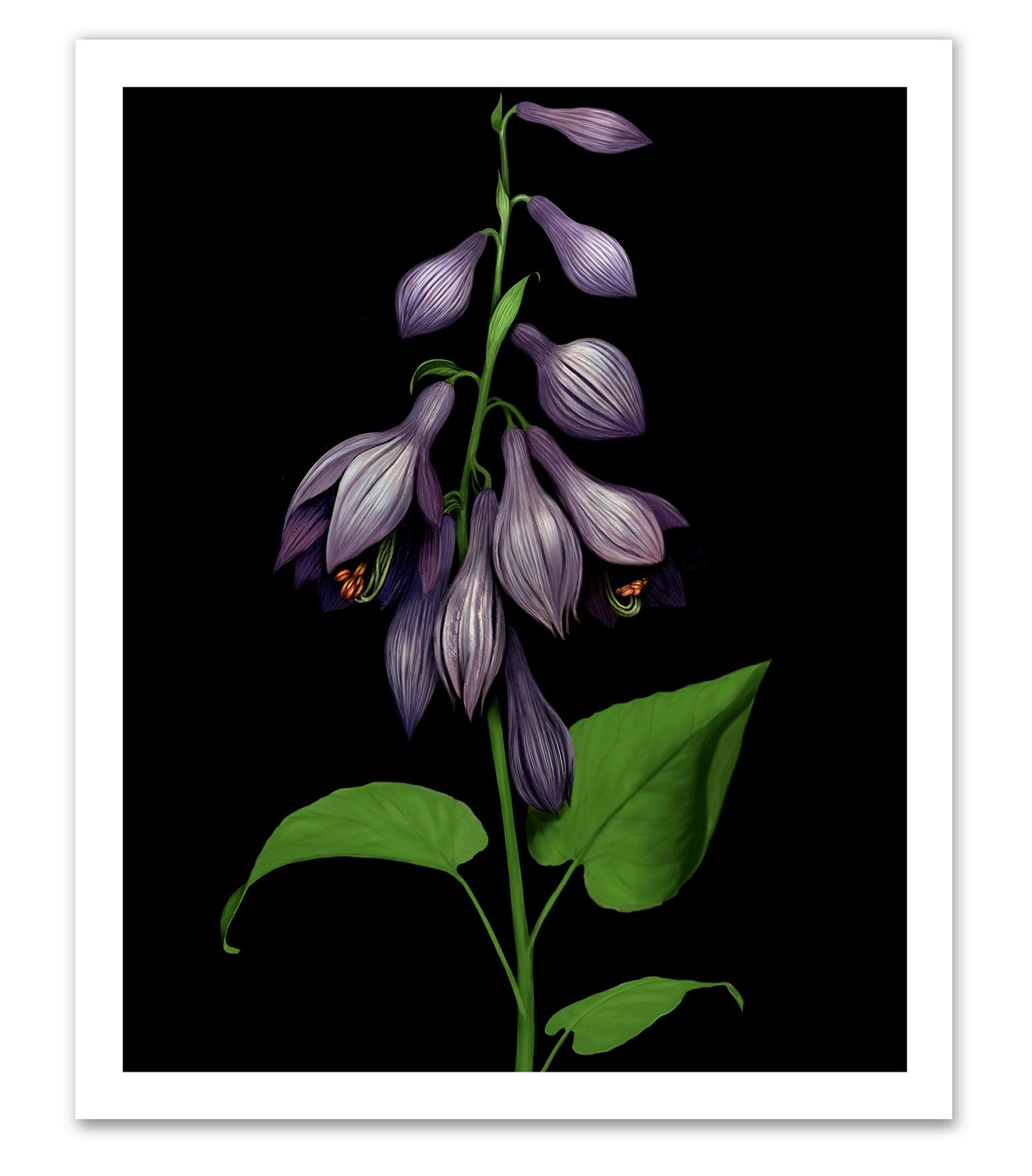 Purple Bells