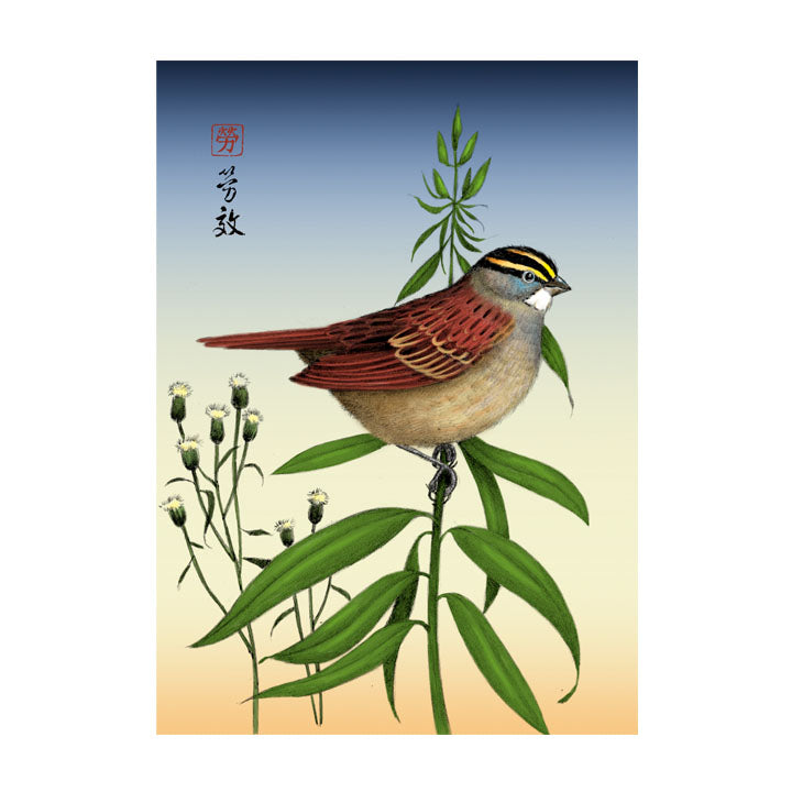 White-throated Sparrow