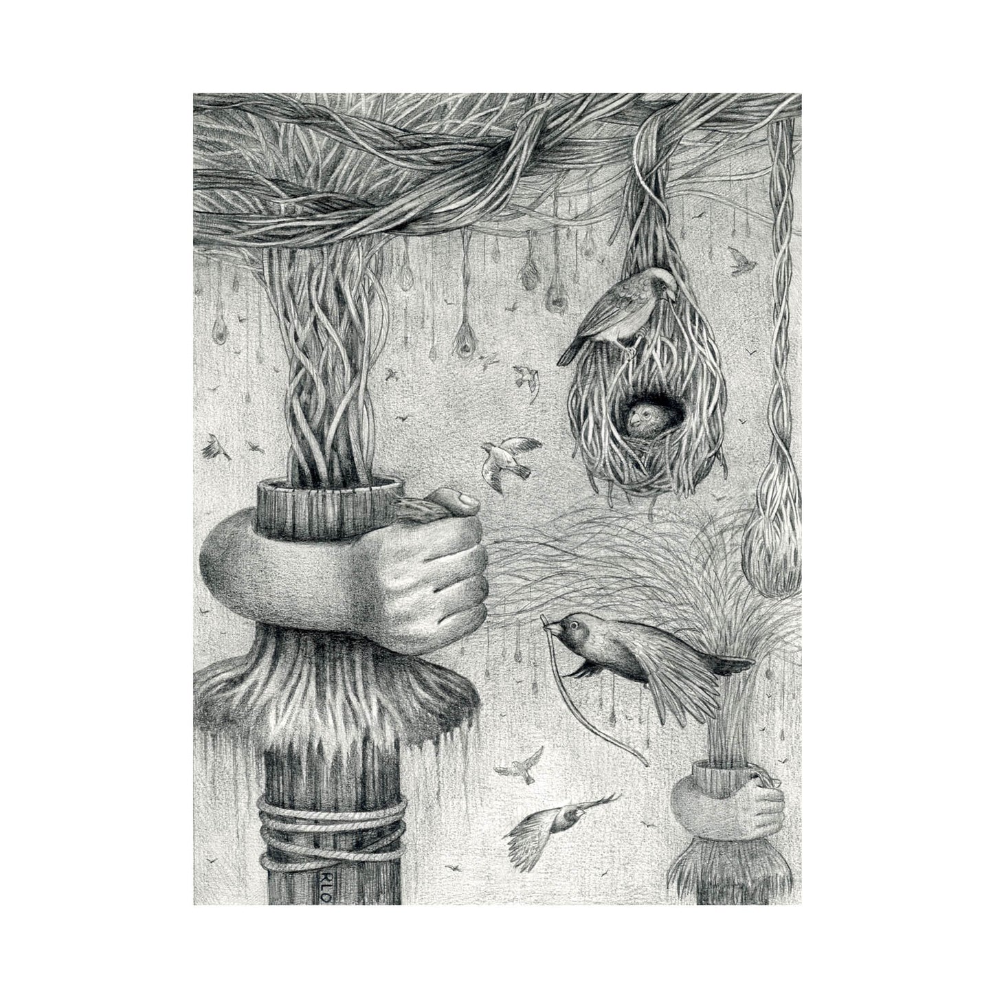 Bird Nests