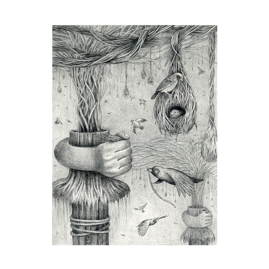 Bird Nests