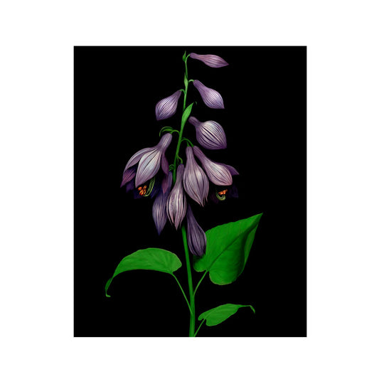Purple Bells