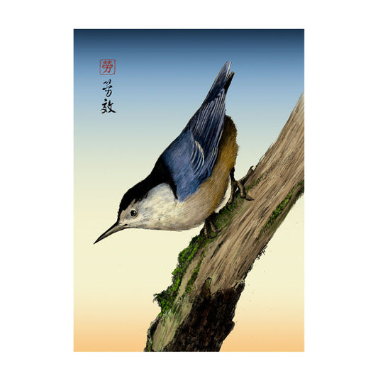 White-breasted Nuthatch