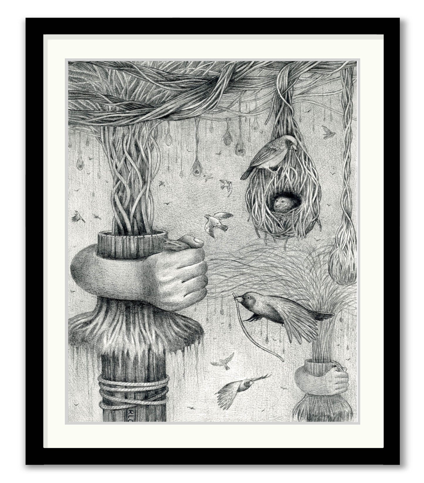 Bird Nests