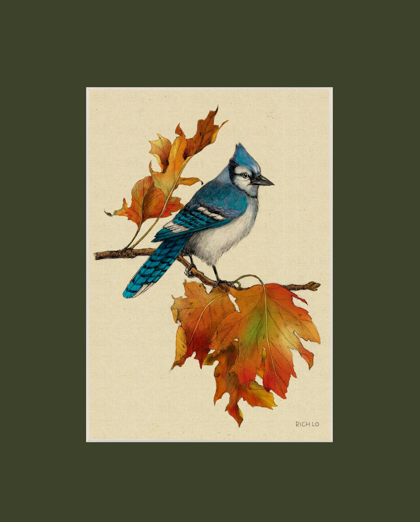 Bluejay
