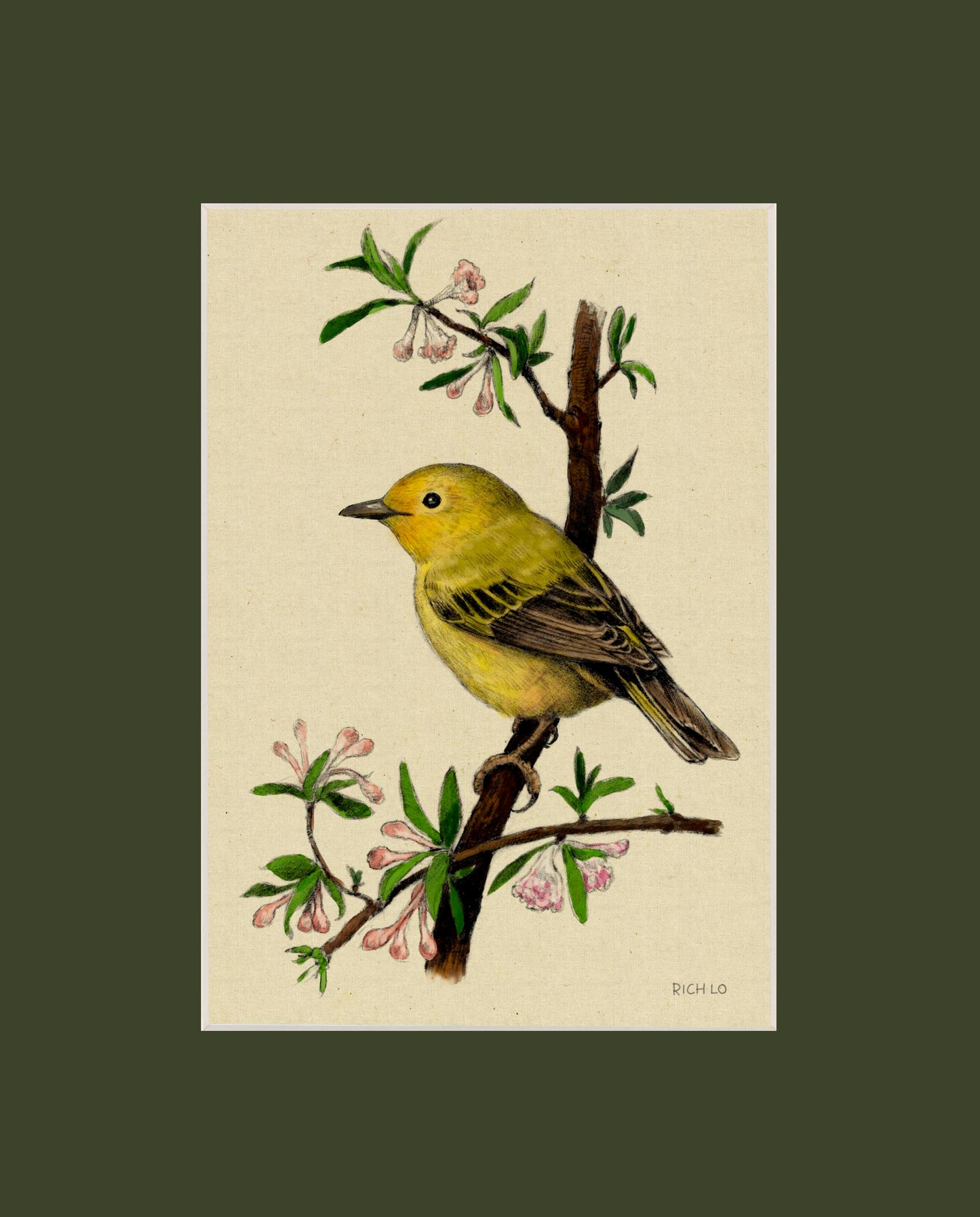 Yellow Warbler