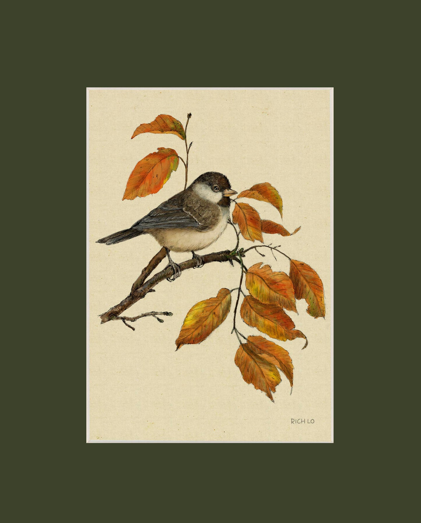 Black-capped Chickadee