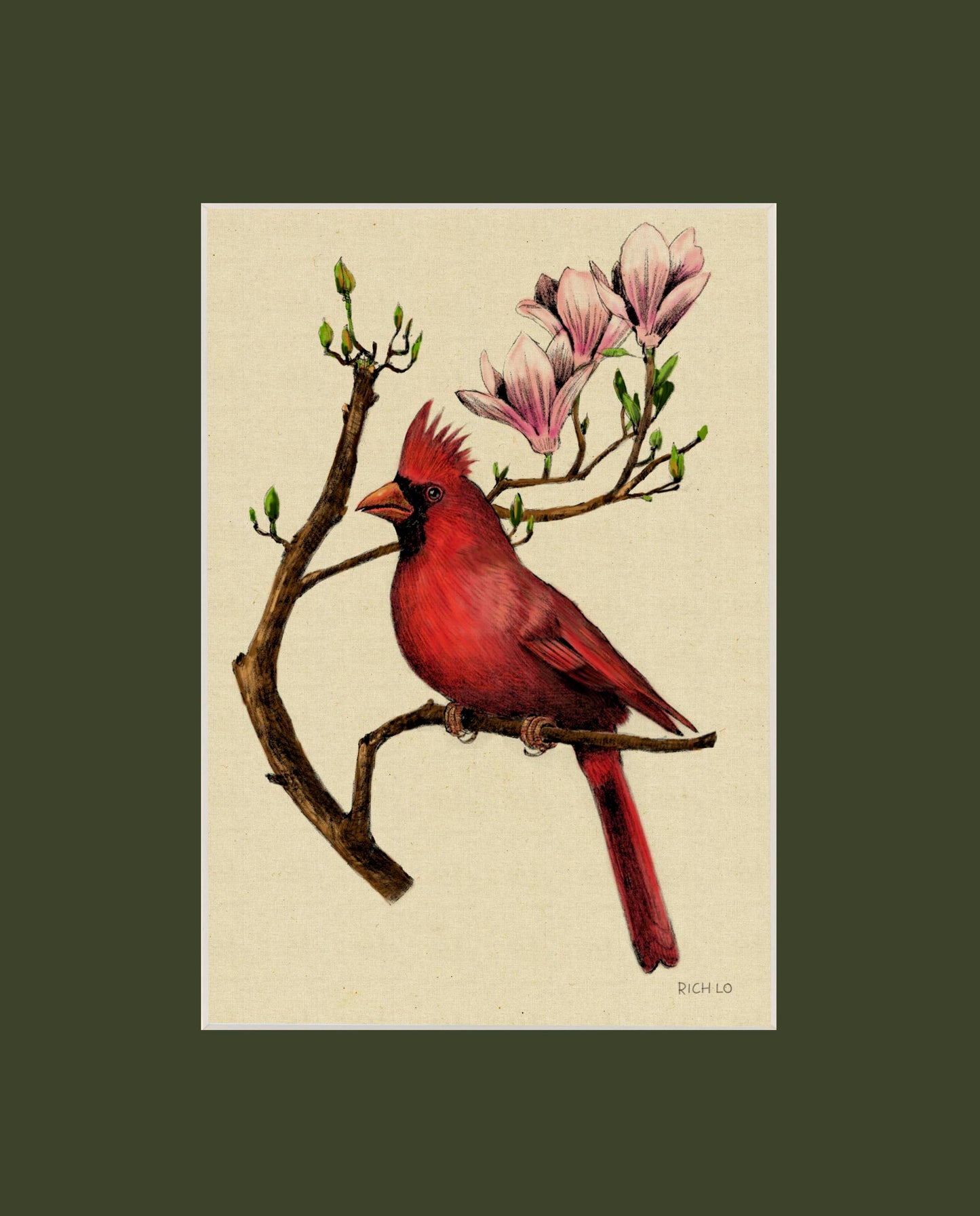 Male Cardinal